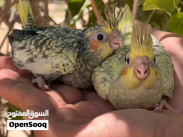 بسم الله ماشاء الله لعشاق الترويض متوفر طرفين  كوكتيل ايزابيل لون جميل ونظافة قدام عينك طرف 140