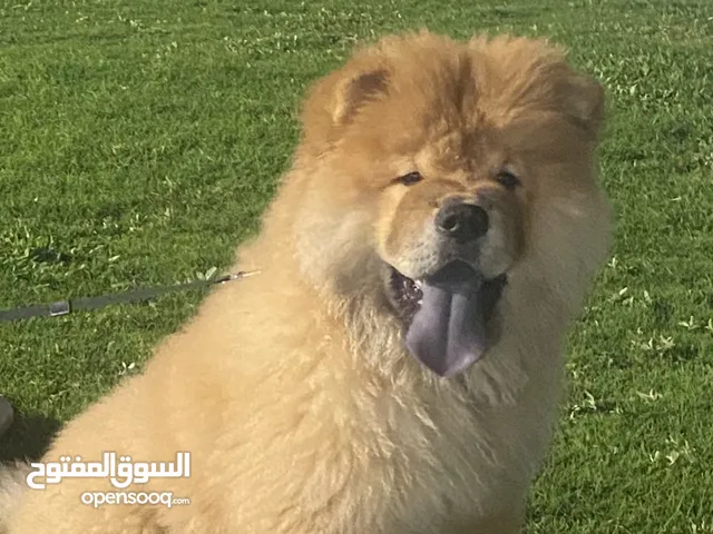 Purebred Chow Chow Puppies for Sale – Born 17 July 2025