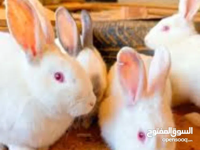 مطلوب ارانب للبيع فرنسيات