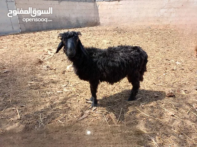 البيع كبش نجدي عماني