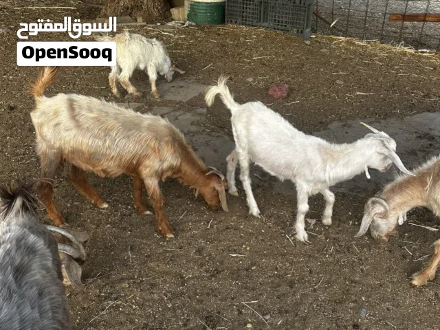 صخلات للذبح او التربيه سمنه طيبه