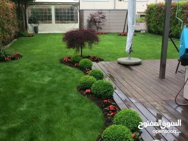 نجيل طبيعي للحدائق أمريكي M5