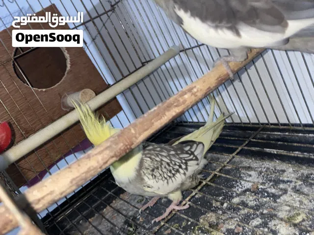 كوبيه مصوروه ككتيل