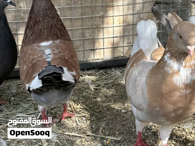 للبيع ازواج مدينه متوفر زوجين