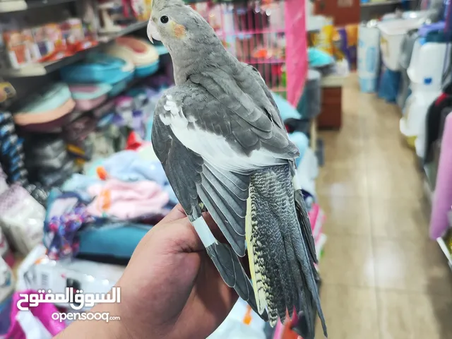 كوكتيل اليف ، العمر 7 شهور ذكر ، جناح كامل مربوط