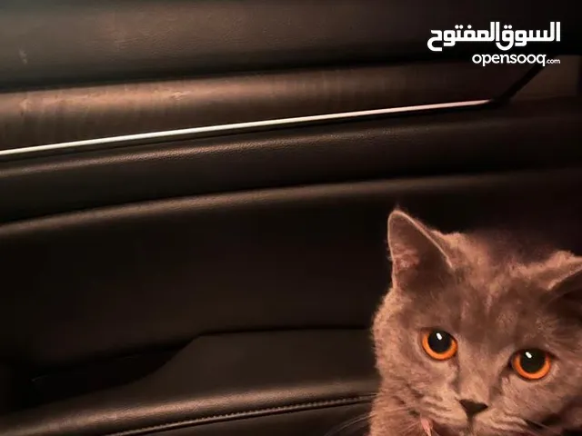 بريتش سكوتش للبيع