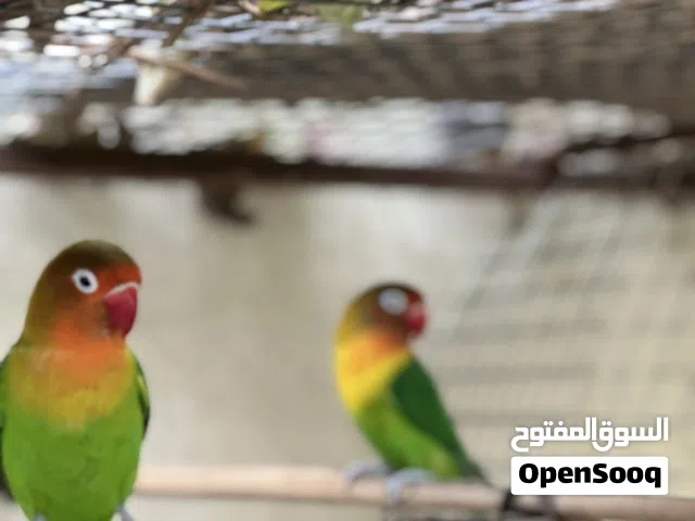 للبيع فشر منتجات