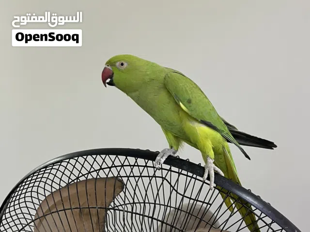 دره اليفه للبيع