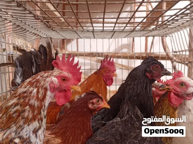 دجاج عربي للبيع