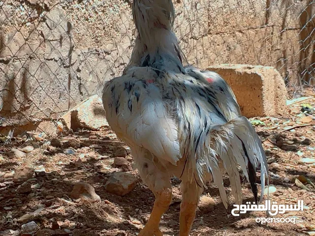ديك باكستاني