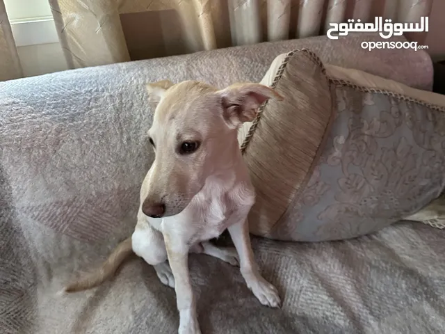 Free for adoption puppy Labrador