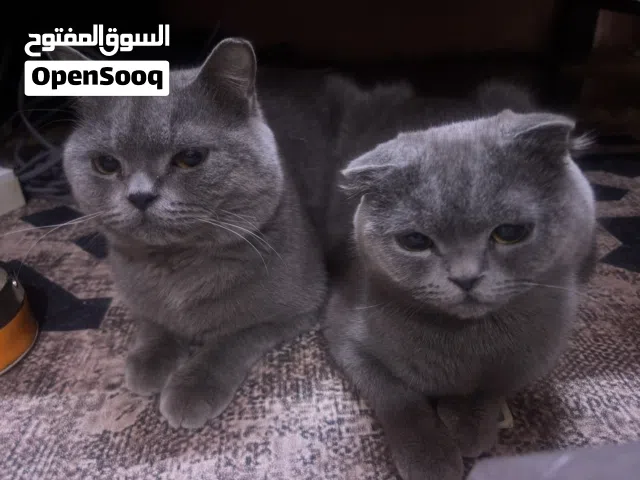 قطط لبيع الذكر نوعه برتش شورت هير والنثيه نوعها سكوتش