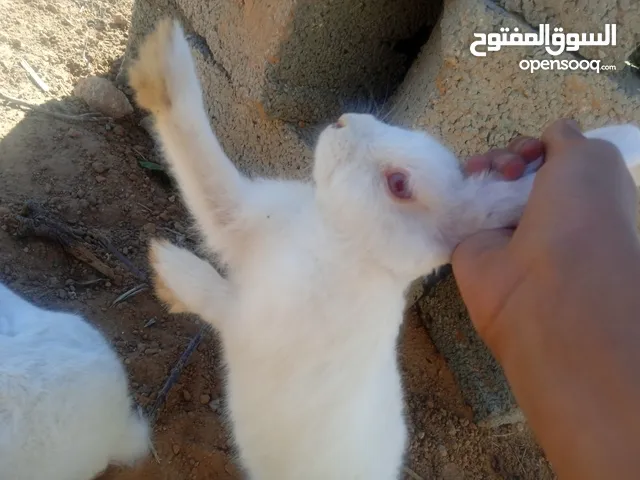 مربي الارانب