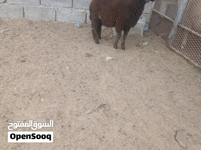 خروف عمره تلاته شهور ونص