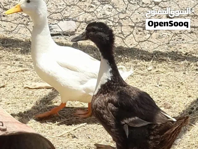 بيع بطتان البطه البيضاء وبطه سوداء البطه البيضاء بكيني فرنسي والبطه السوداء بطه محليه