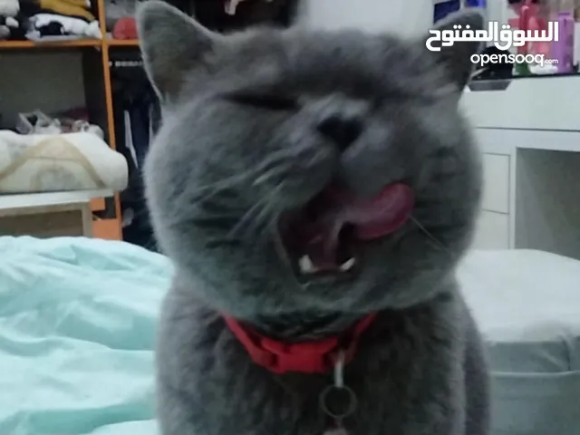 قط للبيع اسمه: توم