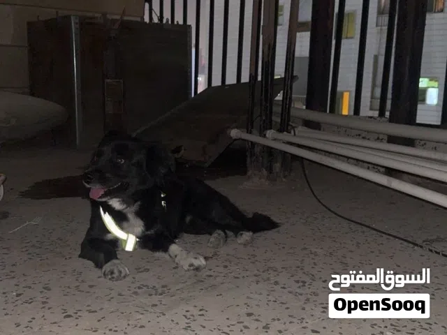 جلب للبيع لولو 120 دينار كويتي