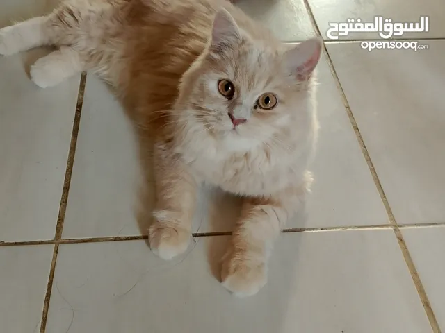 Persian kitten 3 months old for free adoption