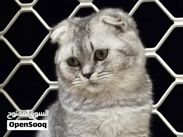 ذكر للتزاوج