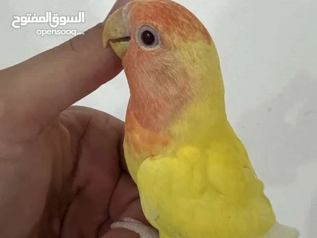 للبيع او بدل زوج لوف بيرد ربوه تحته 6بيضات و بادجي ربوه