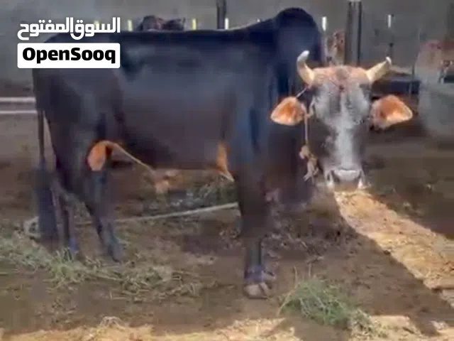 ثور دار محلي ولد المزرعه 3سنوات فول سمنه