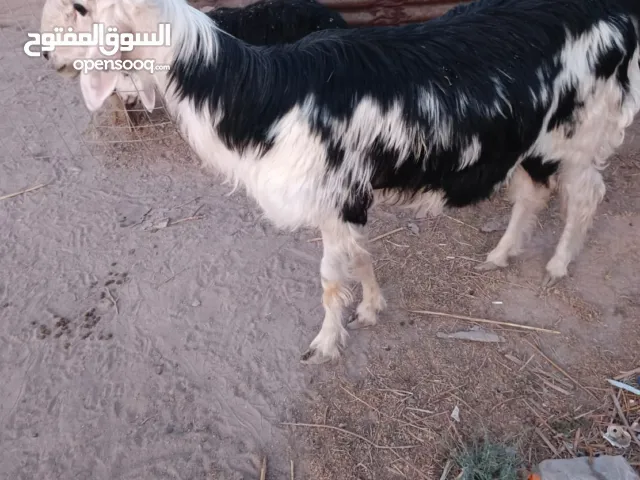 سلام عليكم فحل ورجين عمره سنه ونص أقره الوصف