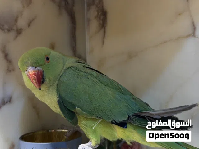 ببغاء الذره