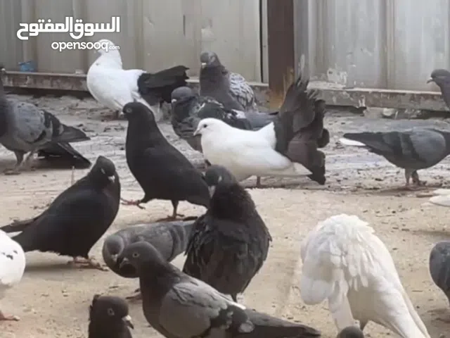 للبيع لوت و شماسي و كشكي و مفاتيل