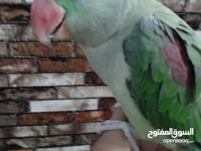 دره نيبالي اليفه. لعوبه بالبيت. عمرها اقل السنه