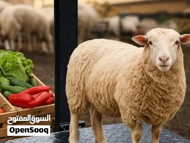 قبان 500 كيلو