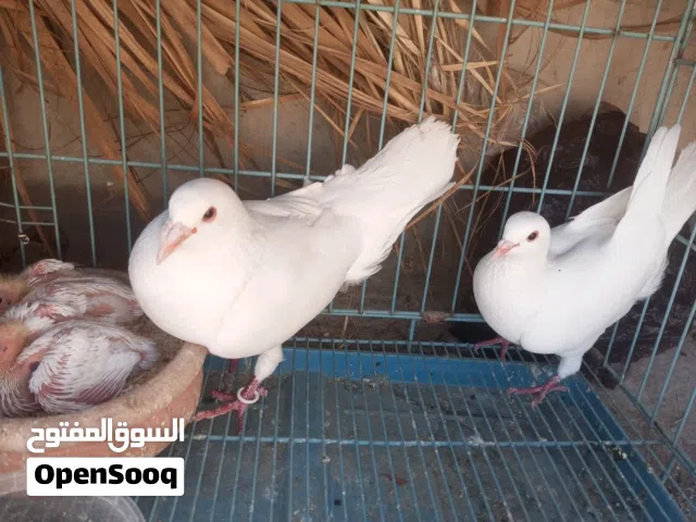 حمام للبيع كوم 20 طير 8 جواز شغالات تحتيهم فراخ او بيض منهم 4 جواز فرنسيات نوع جانبو فراخهم حجم كبير