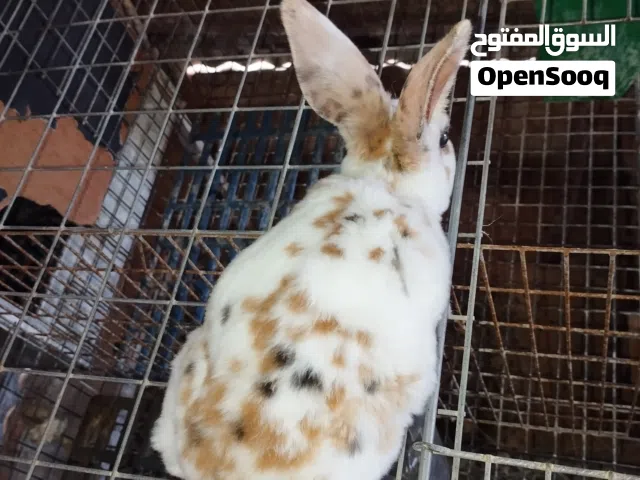 انتاية ركس تري كلر دم صافي عمرها شهرين