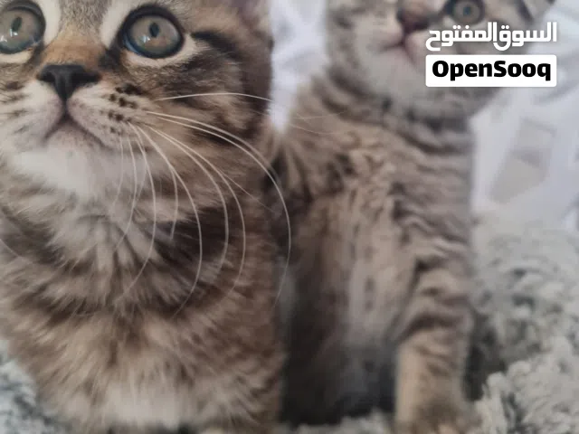 World cup 2026 team Super pure scottish fold short hair  all are male for adobtion in dubai with fee