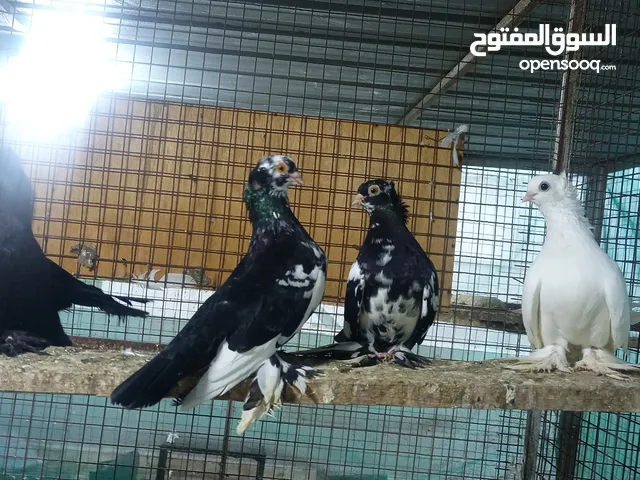 للبيع صفارد عمانيه + طيور الكزنجو الوان مختلفه + حمام الزاجل سلفر