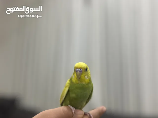 طير اليف للبيع