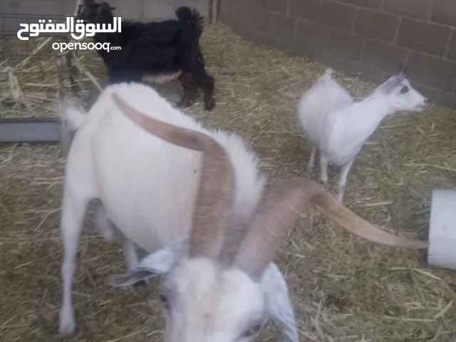 تيس صلالي للبيع