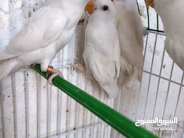بعد الصلاه ع النبي يوجد مجموعة طيور روز البينو وألوان طفرات بتجنن طيور حلوه اقرأ التفاصيل في الوصف