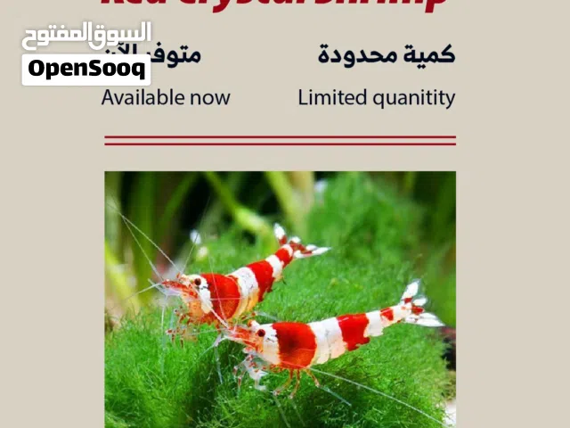 Red Crystal Shrimp -كرستال شريمب احمر