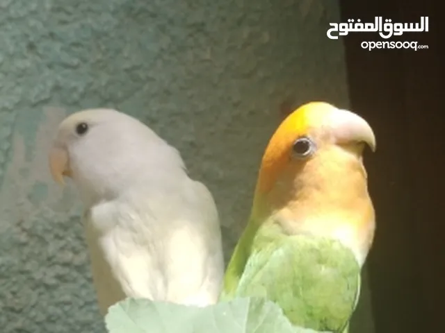 زوج ببغاء روز حاله ممتازه بدون قفص و بدون مفاصله بالسعر