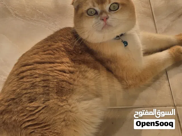 للتزاوج ذكر ny12