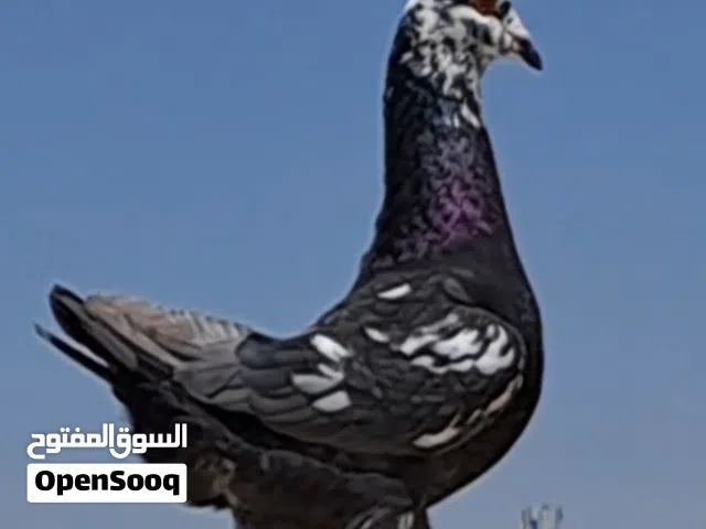 4 حبات نظاف للزق