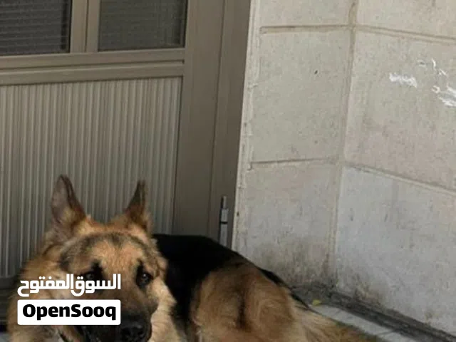 جيرمن بوليسي اصلي ذكر مطعم كامل التطعيمات