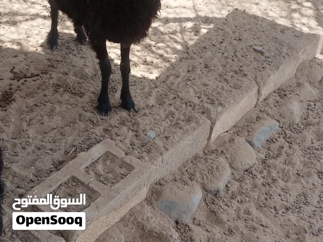 للبيع جاعده عمانيه