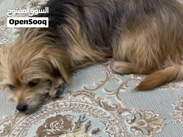 كلب  أنثى حامل يحب يلعب وجميل