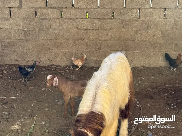 تيس للبيع العمر سنتين و نص.