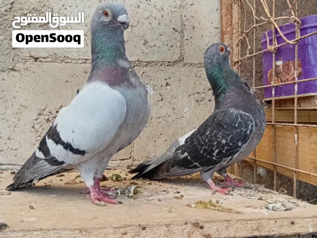 متاح اربع جوز وطيرة شغلات ومكفولات