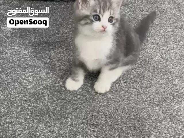 للبيع كيتن طيب