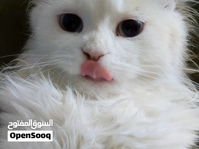 ذكر شيرازي عمر 4 اشهر سعر 50 وبي مجال