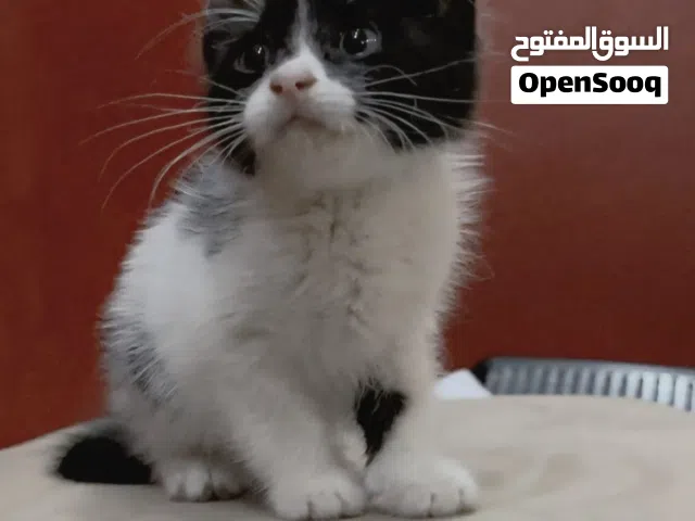 قط للتبني بعمر شهر