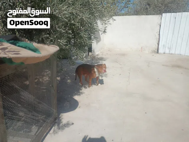 عظم دجاج.. هياكل دجاج. عظم دجاج عضوي وطبيعي مناسب جدا للحيوانات.. للكلاب. القطط. الأسود. النمور.